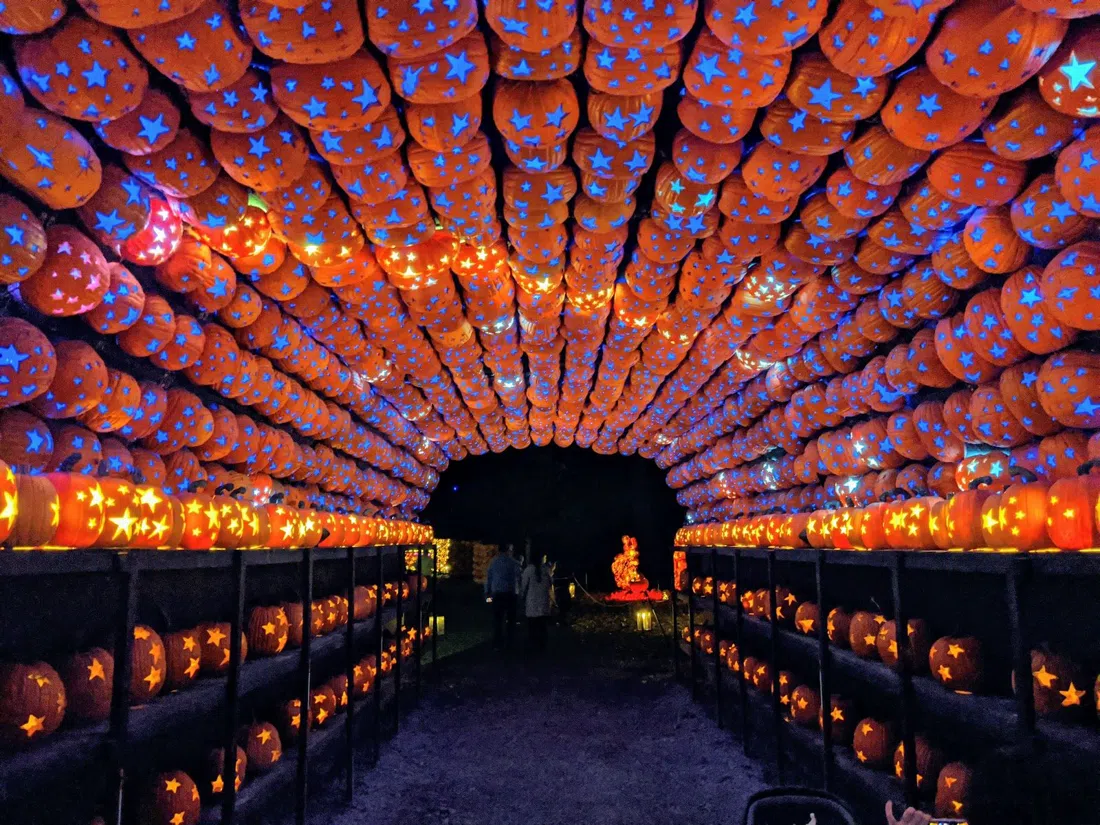 The Great Jack O'Lantern Blaze at Van Cortlandt Manor, New York